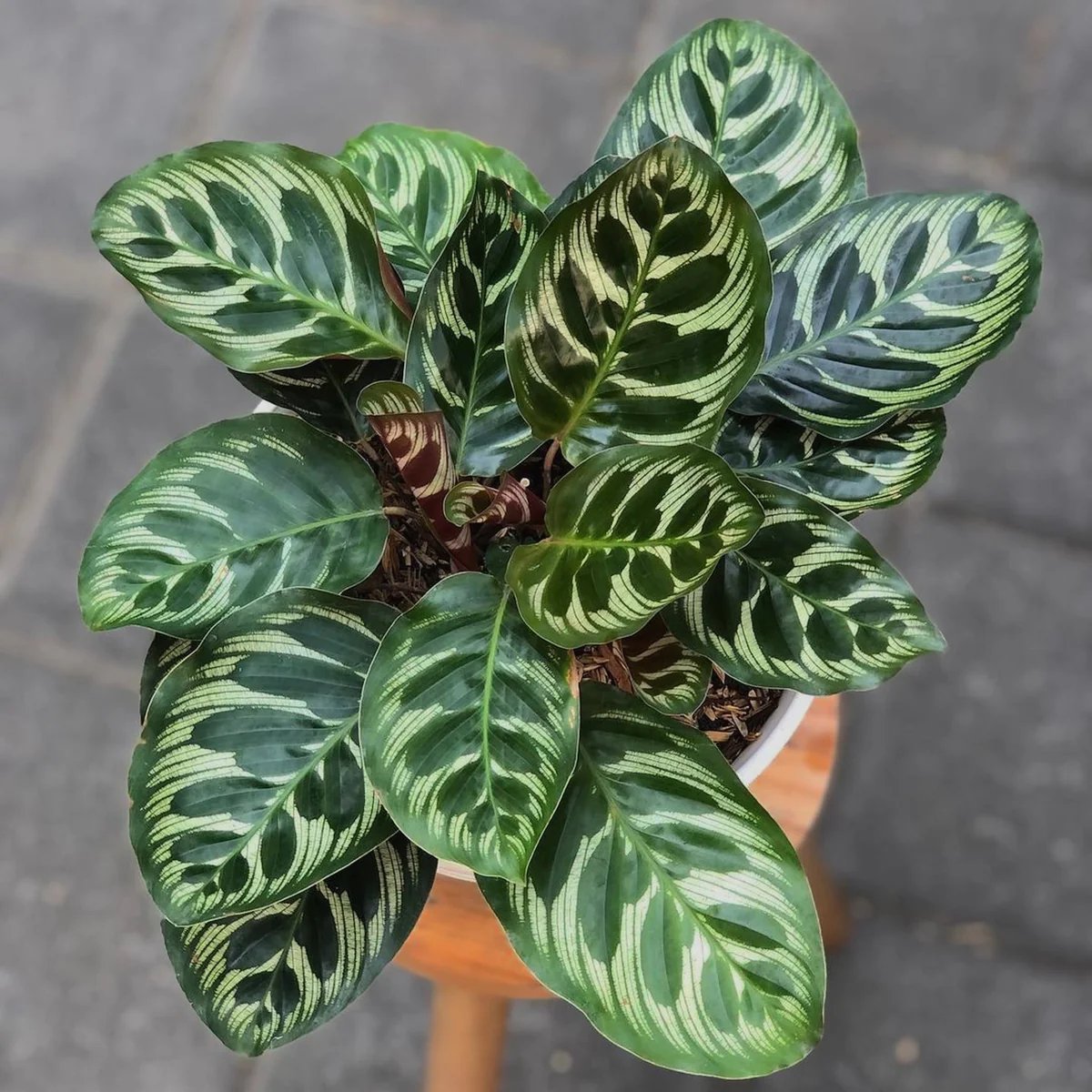 Calathea makoyana